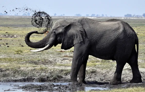 Picture ELEPHANT, DIRT, SHOWER, TRUNK, TUSKS, PUDDLE