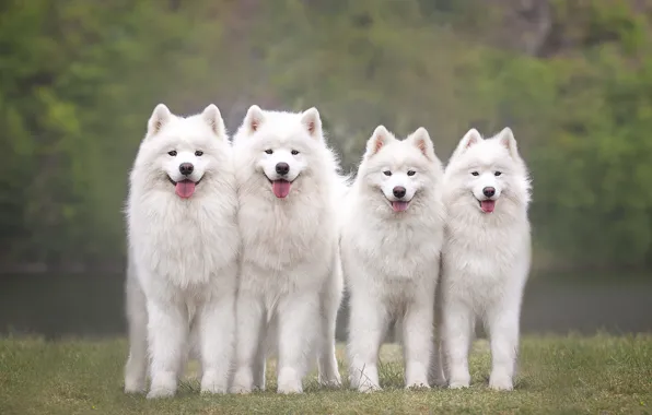 Language, dogs, summer, look, face, nature, pose, background