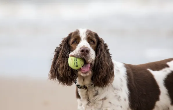 Look, each, the ball, dog