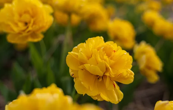 Flowers, Tulip, spring, yellow, garden, tulips, flowerbed, blur