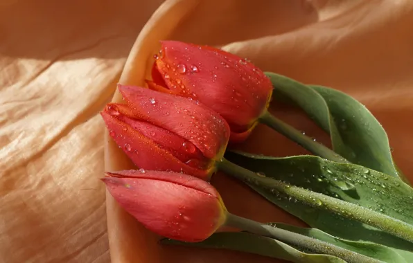 Tulips, three, spring, blooming