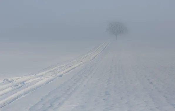 Winter, fog, tree, trail