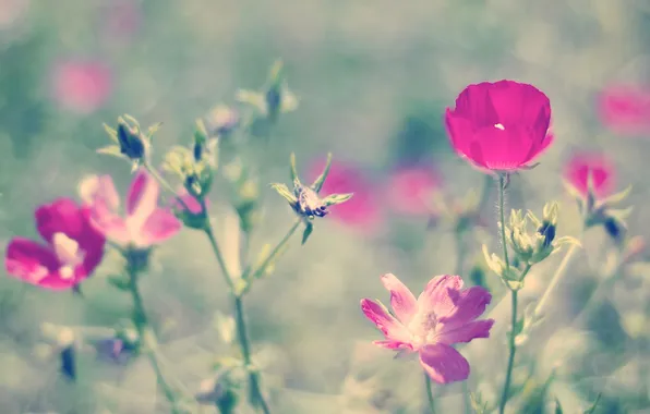Summer, flowers, nature, pink, bokeh, Petunia