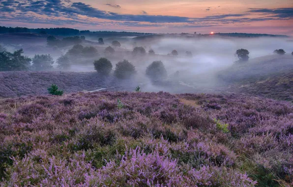 Picture sunset, flowers, nature, fog, meadow, glow, Netherlands, Heather