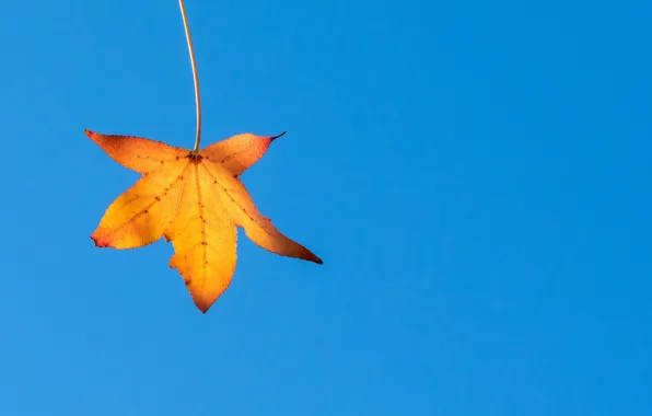 Autumn, the sky, sheet, blue sky, yellow leaf, Fleur Walton
