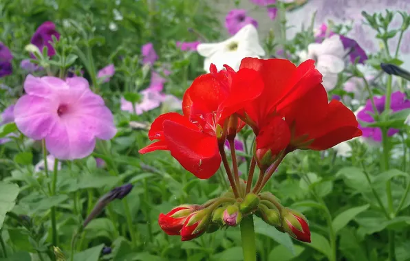 Flower, summer, June, Petunia, Geranium