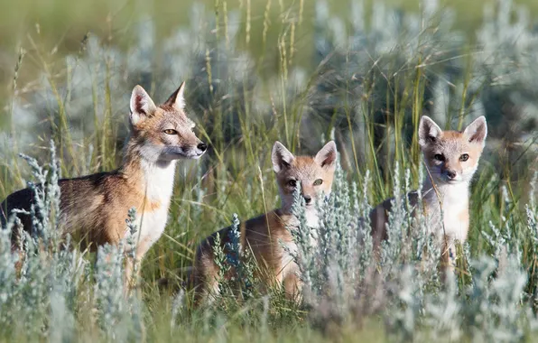 Picture grass, Canada, dwarf prompt Fox, American Korsak, Fox Prairie, The Canadian Prairie