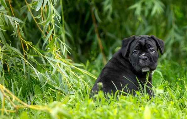 Grass, puppy, Verba, IVA, cane Corso
