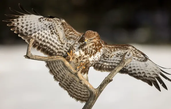 Picture bird, wings, branch, Hawk, Buzzard