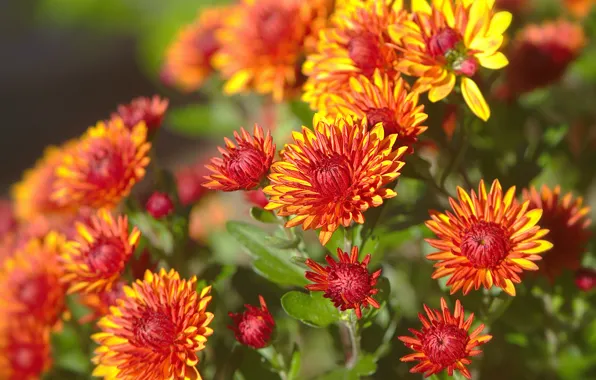 Picture light, orange, garden, the bushes, chrysanthemum, bokeh