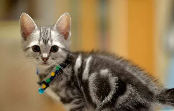 Look, kitty, grey, baby, Cat, muzzle, collar