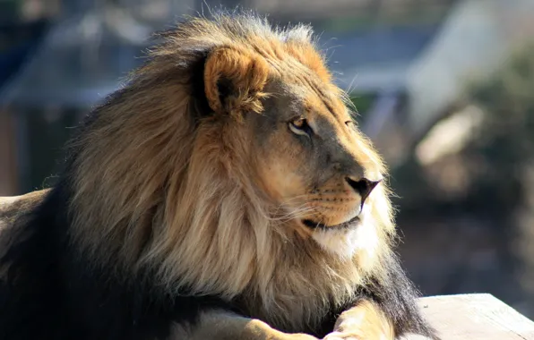 Cat, face, Leo, mane, profile