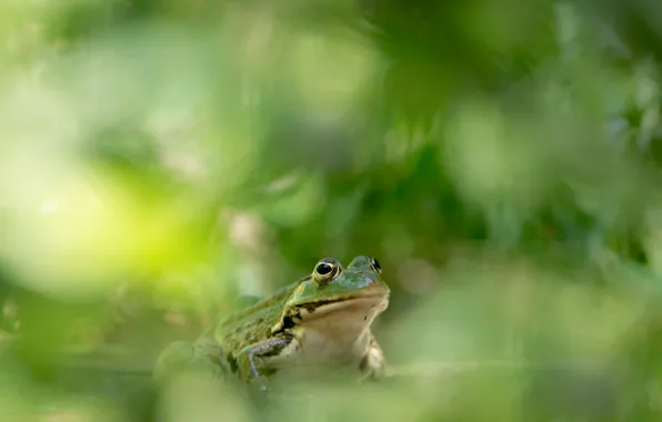 Nature, color, frog