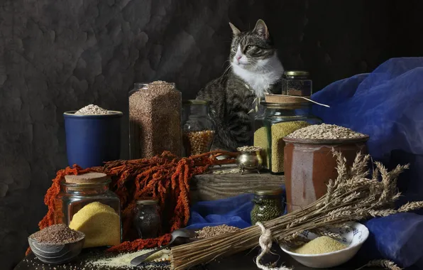Cat, cat, pose, the dark background, table, grey, food, dishes