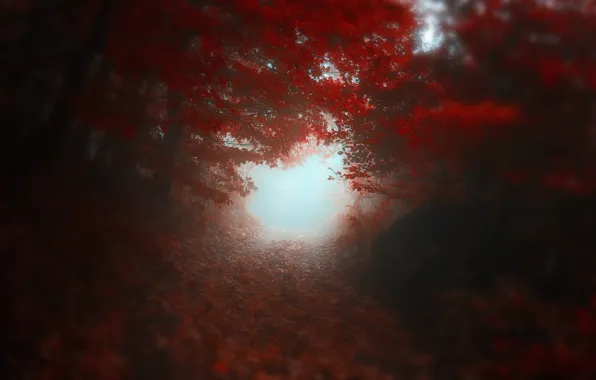 Picture road, autumn, trees, red, blur