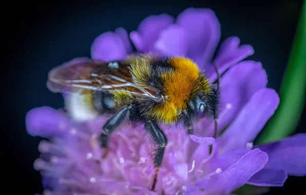 Flower, the dark background, bee, pink, bumblebee