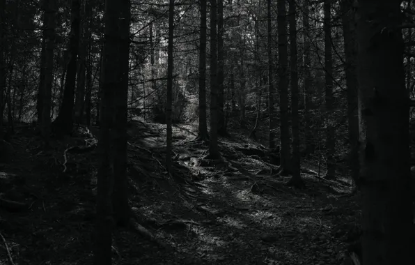 Picture forest, trees, nature, black and white, monochrome