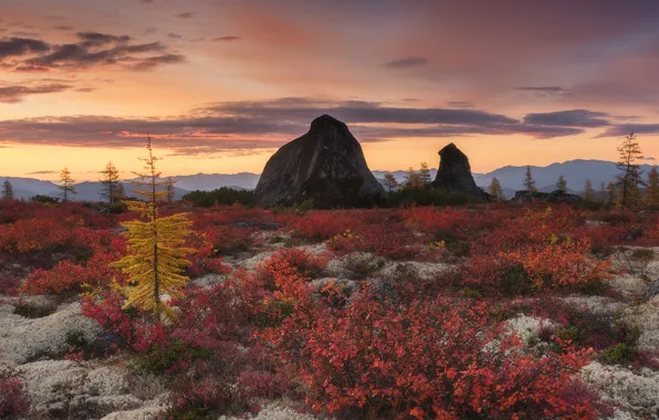 Autumn, stones, rocks, foliage, the bushes