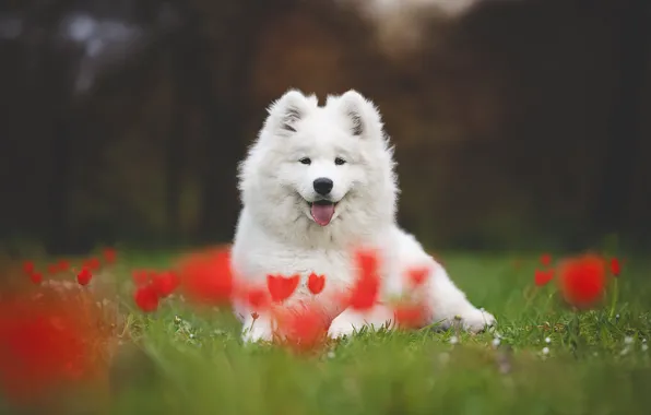 Language, look, flowers, nature, pose, glade, dog, spring