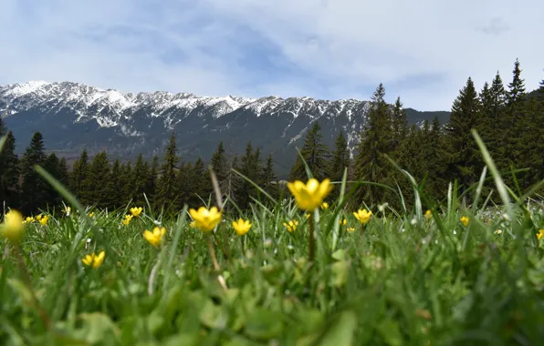 Field, forest, the sky, grass, clouds, snow, flowers, mountains
