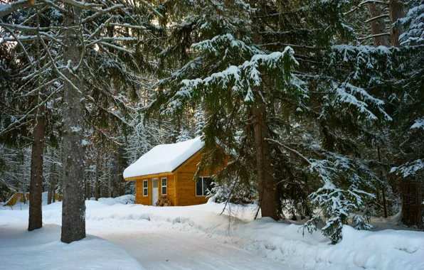 Winter, road, roof, forest, snow, branches, nature, comfort