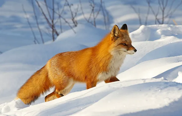 Picture winter, snow, nature, animal, Alaska, Fox, the snow, Fox