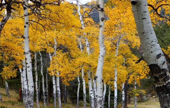 Autumn, forest, leaves, trees, Colorado, USA, grove, aspen