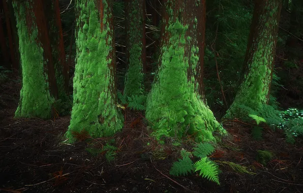 Picture Trees, Moss, fern, Thicket, Daniil Korzhonov, Azores islands