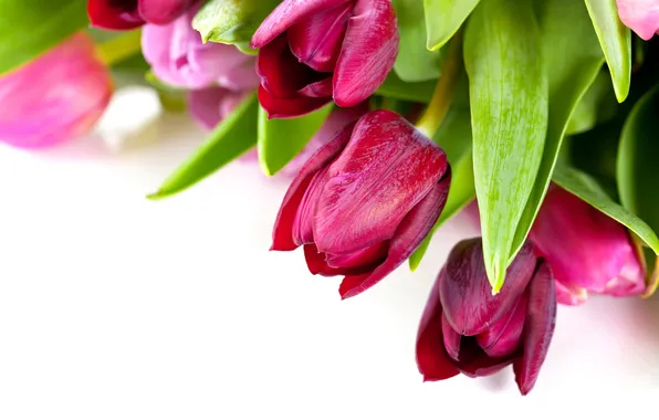 Picture flowers, spring, colorful, tulips, colorful, flowers, beautiful, tulips
