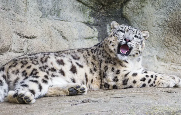 Look, rocks, stay, predator, IRBIS, snow leopard