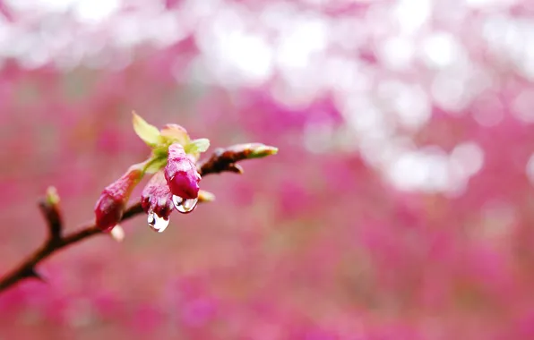 Branches, background, blur, buds, water drops