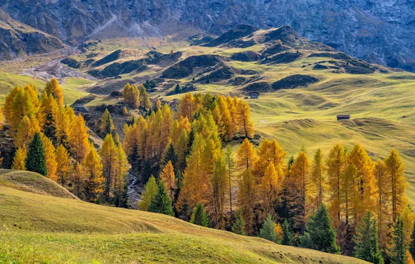 Nature, Mountains, Autumn, Trees, Italy, Dolomites