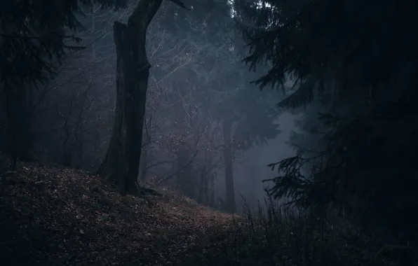 Forest, trees, nature, fog, Germany, Germany, Feldberg, mount Feldberg