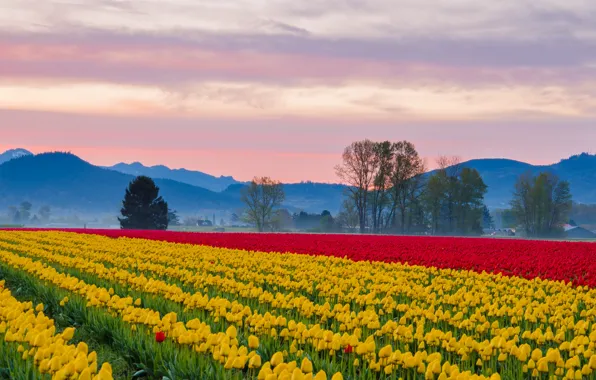 Picture field, the sky, mountains, tulips, haze, plantation