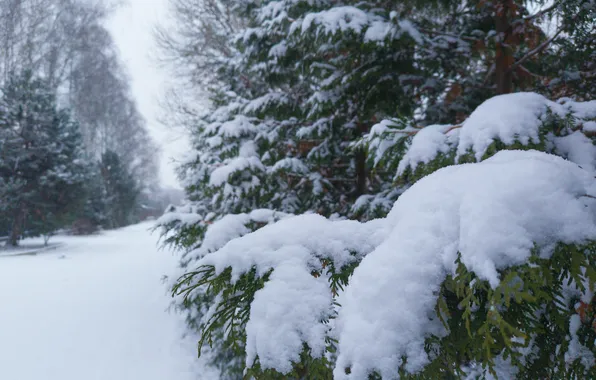 Winter, snow, trees, nature, Moscow, Russia, December, bokeh