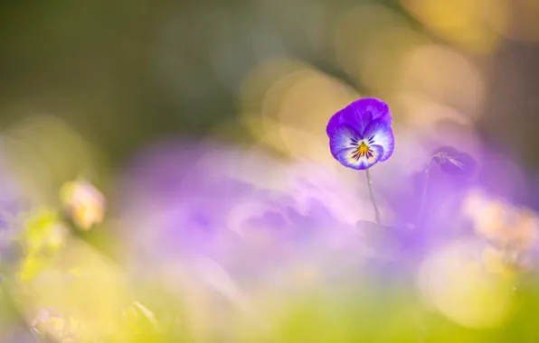 Flower, flowers, lilac, Pansy, bokeh, viola, viola