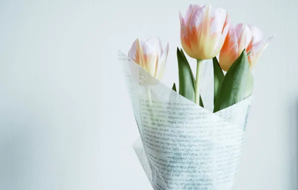 White, background, pink, bouquet, Tulips, wrapper