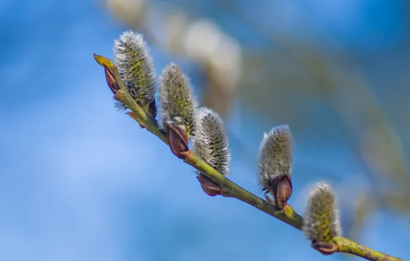 The sky, nature, spring, Verba, seals