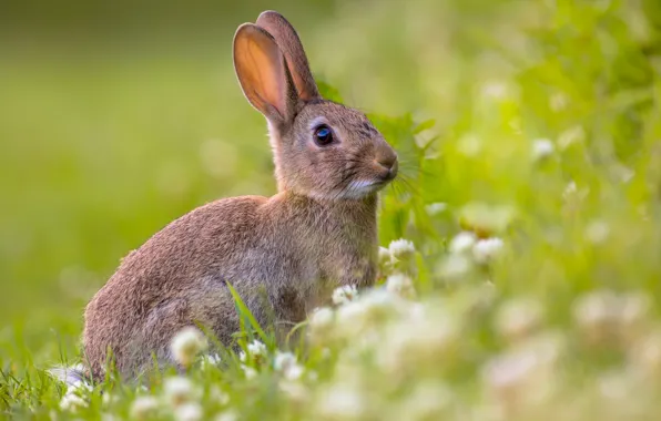 Look, flowers, nature, grey, glade, hare, rabbit, meadow