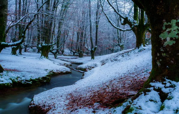 Winter, frost, forest, snow, trees, landscape, branches, nature