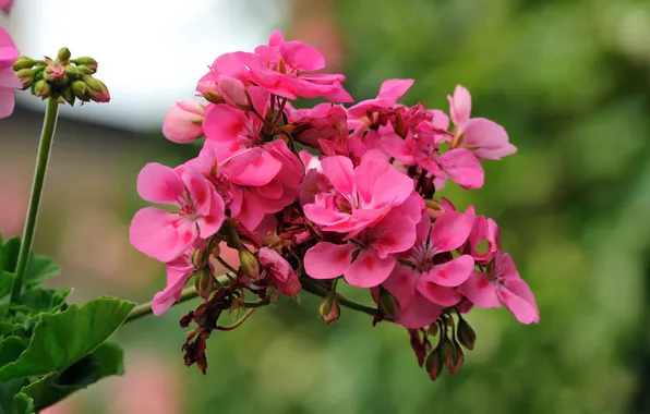 Picture flower, pink, photographer, geranium, inflorescence, Giovanni Zacche