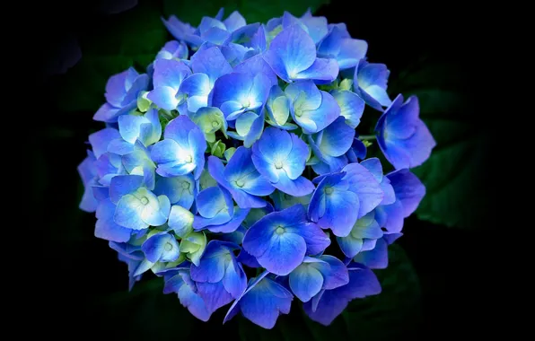 Picture leaves, petals, blue, hydrangea, black background