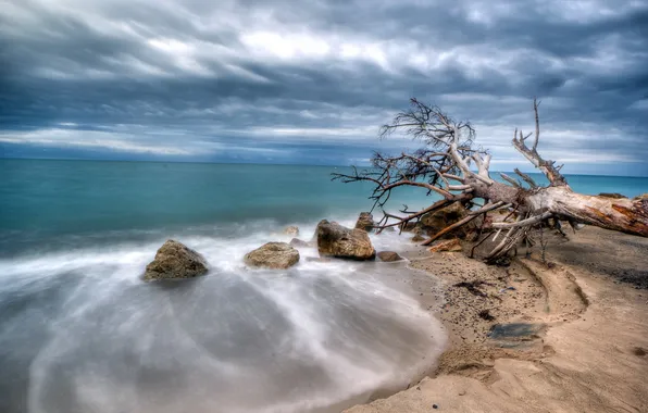 Picture sea, trees, landscape