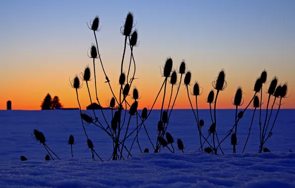 Picture winter, field, the sky, grass, snow, plant, horizon, silhouette
