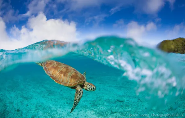 Picture water, the ocean, turtle, underwater world