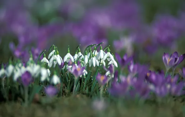 Picture flowers, nature, spring, snowdrops, crocuses, primrose