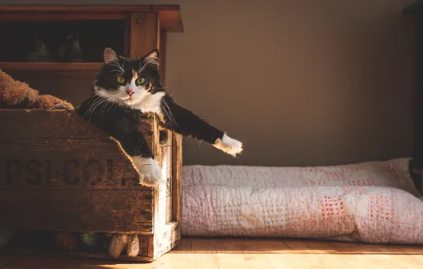 Picture pool, box, eyes, games, Cat, animal, situation, chest