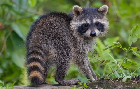 Branch, raccoon, cub