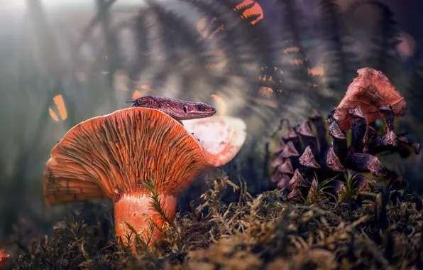 Forest, light, mushroom, leaf, moss, lizard, Fox, bump