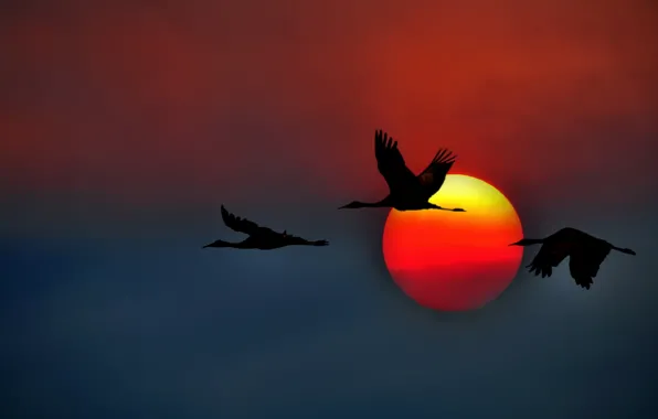 The sky, the sun, sunset, flight, USA, CA, crane, Canadian cranes